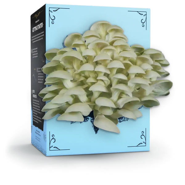 Oyster Organic Mushroom Grow-Your-Own Kit