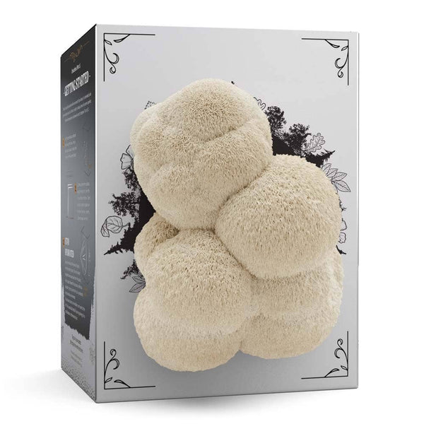 Lion’s Mane Mushroom Organic Grow-Your-Own Kit